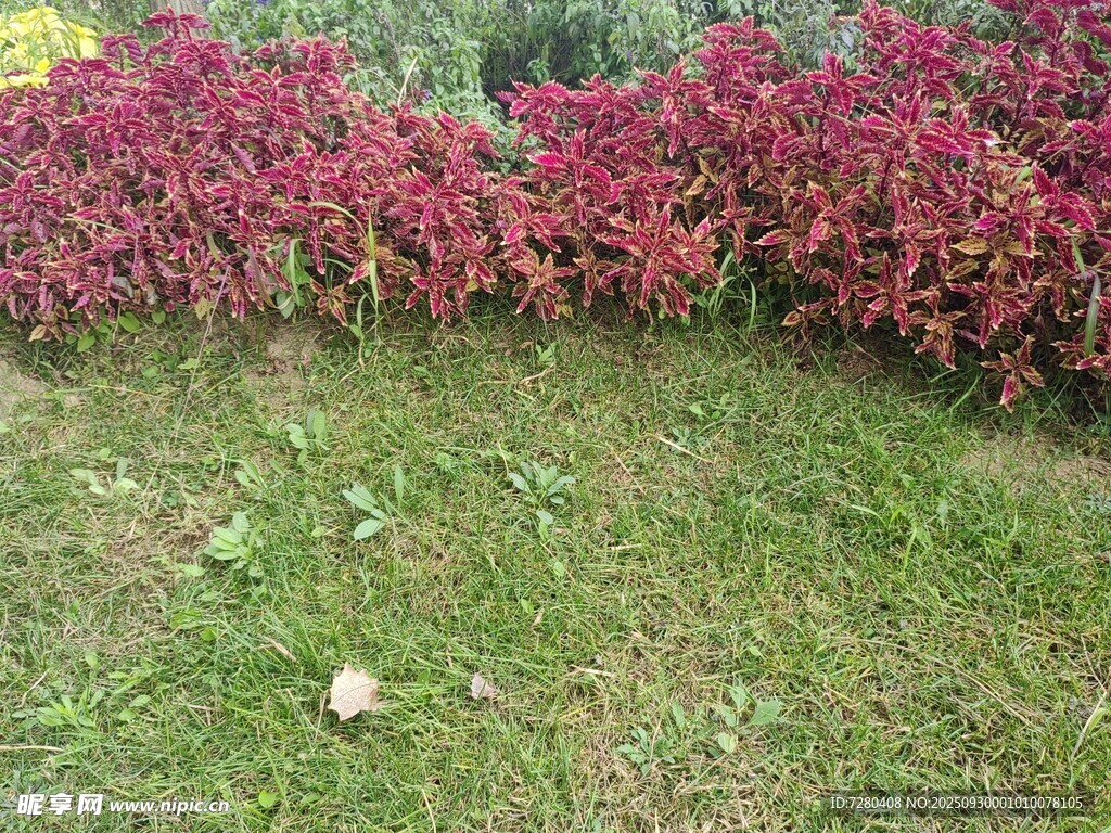 绿草与红叶植物景观