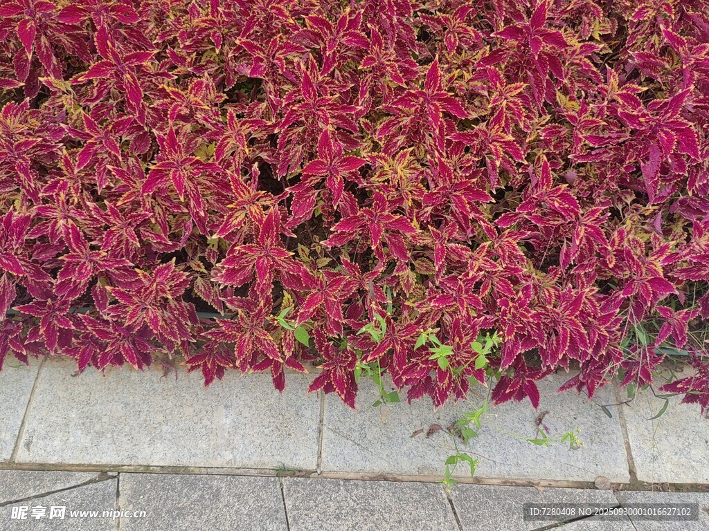 墙边绚烂红叶植物景观