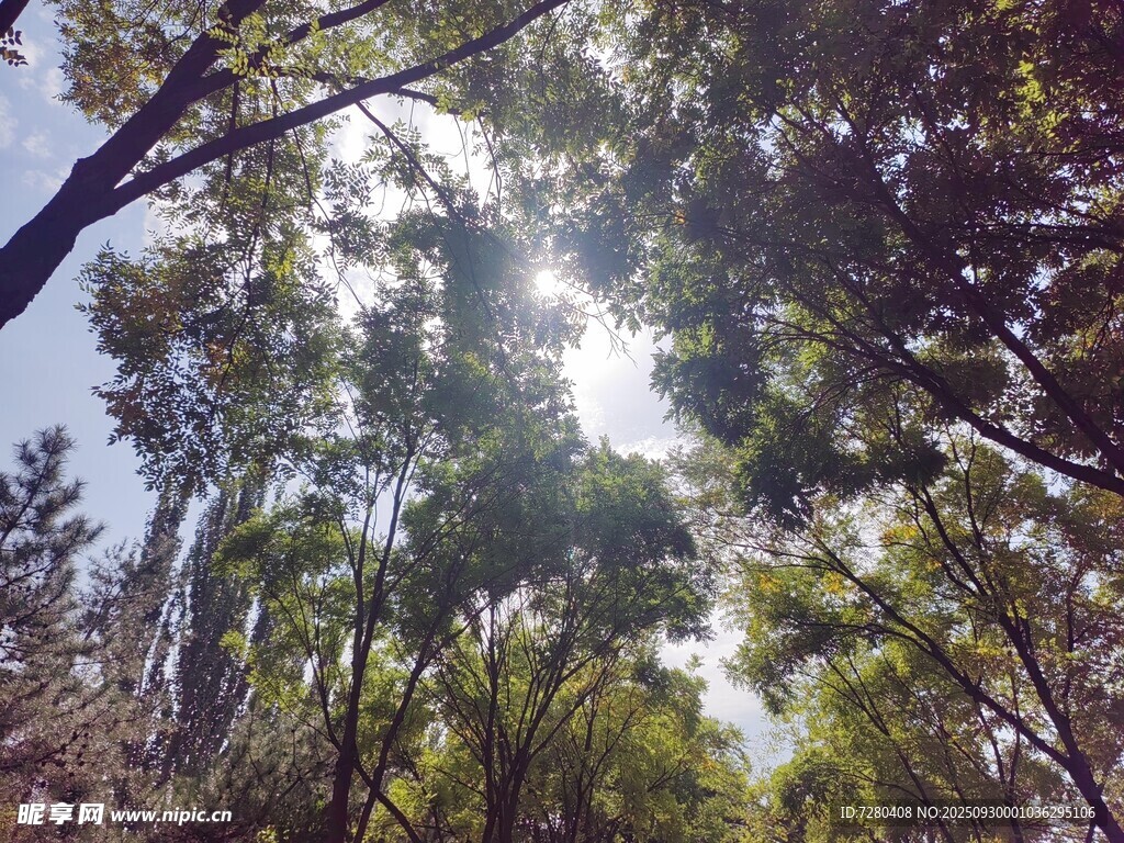 林间阳光洒下的绿意世界