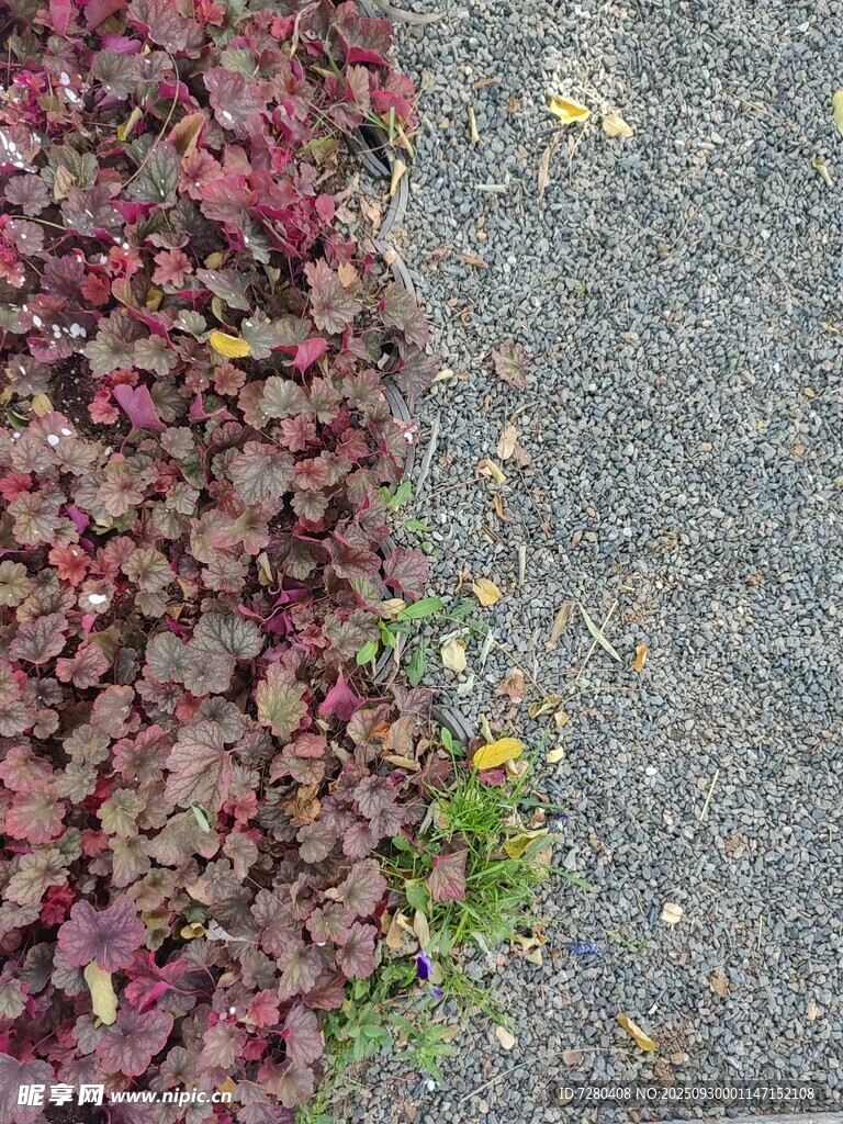 路边多彩落叶与碎石