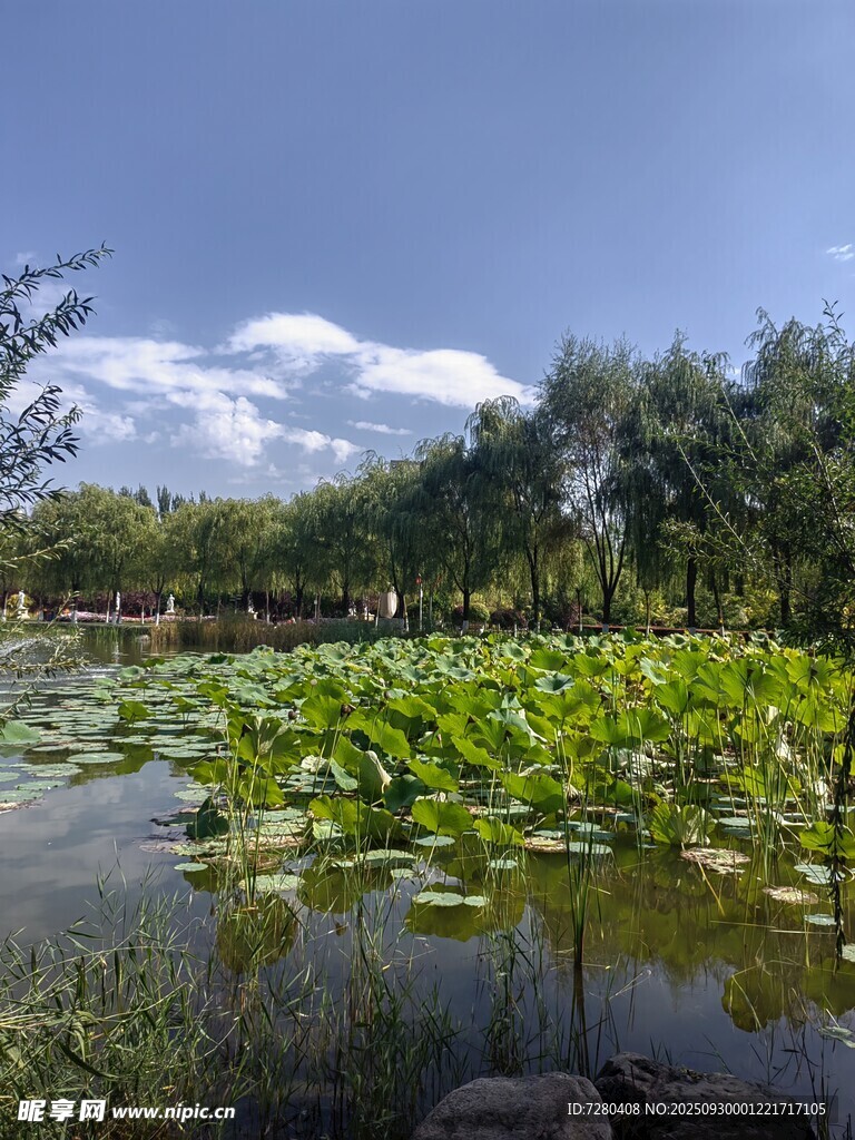 夏日荷塘美景