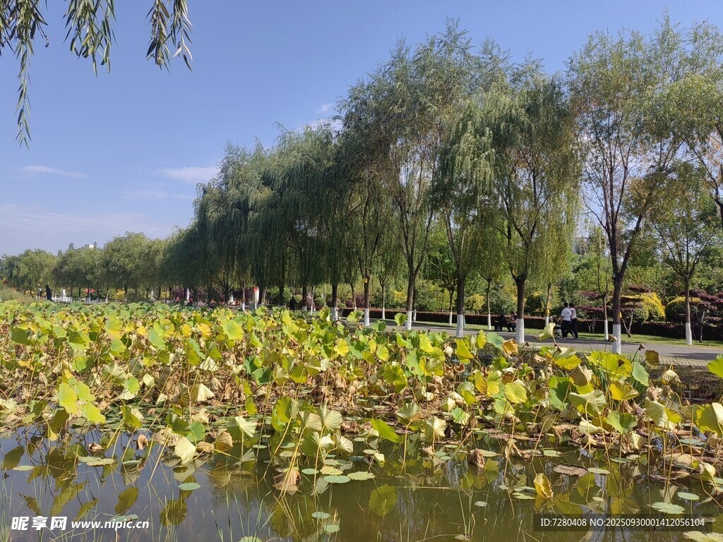 夏日荷塘美景