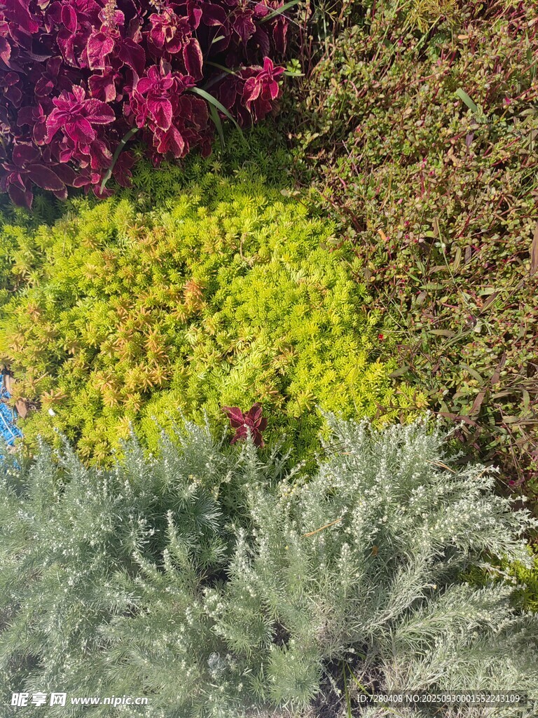 多彩花卉绿植景观