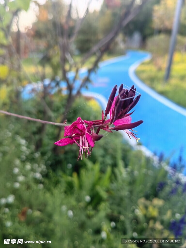 路边绽放的娇艳粉色花朵