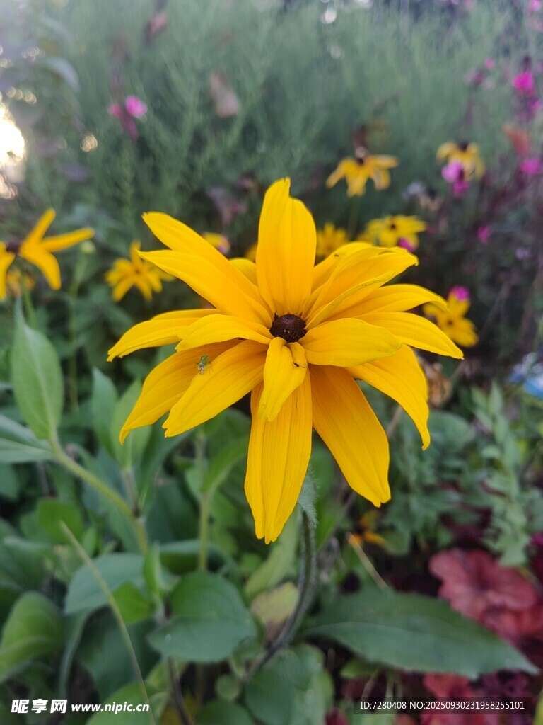 黄色花朵绽放于花丛中