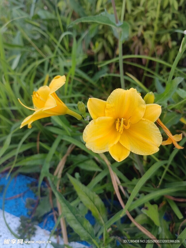 黄色萱草绽放于草丛中