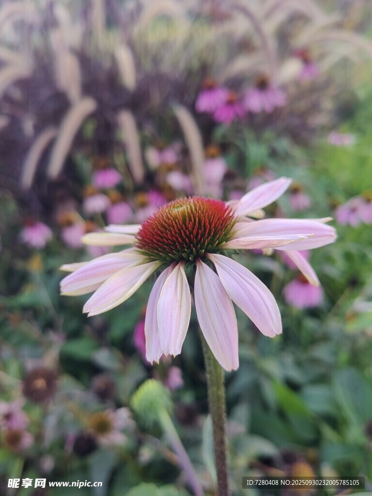 美丽紫锥菊绽放于花丛