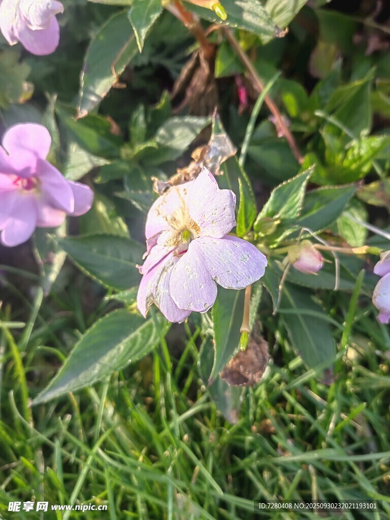 草丛中的淡紫色小花