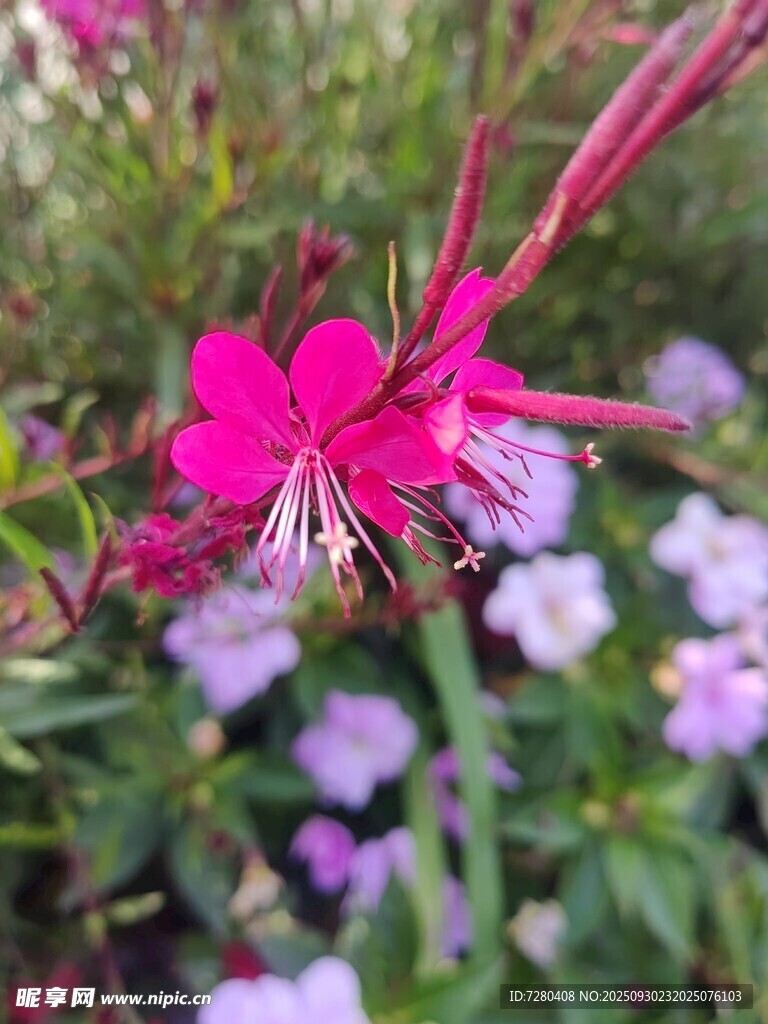 娇艳绽放的粉色花朵