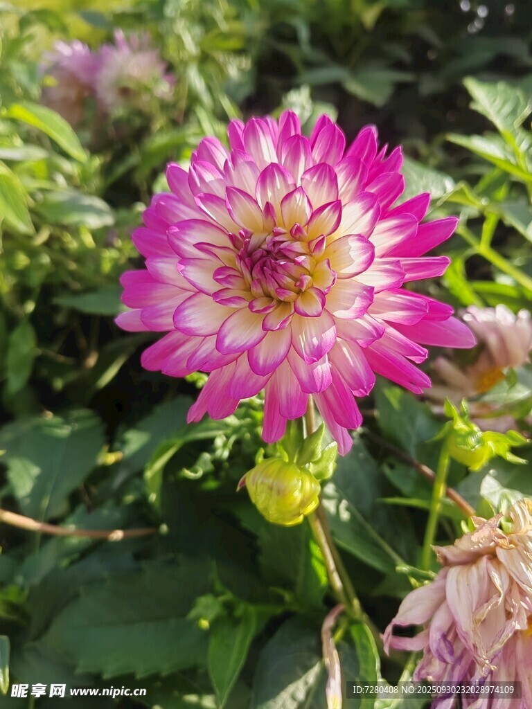 娇艳大丽花绽放于绿叶间
