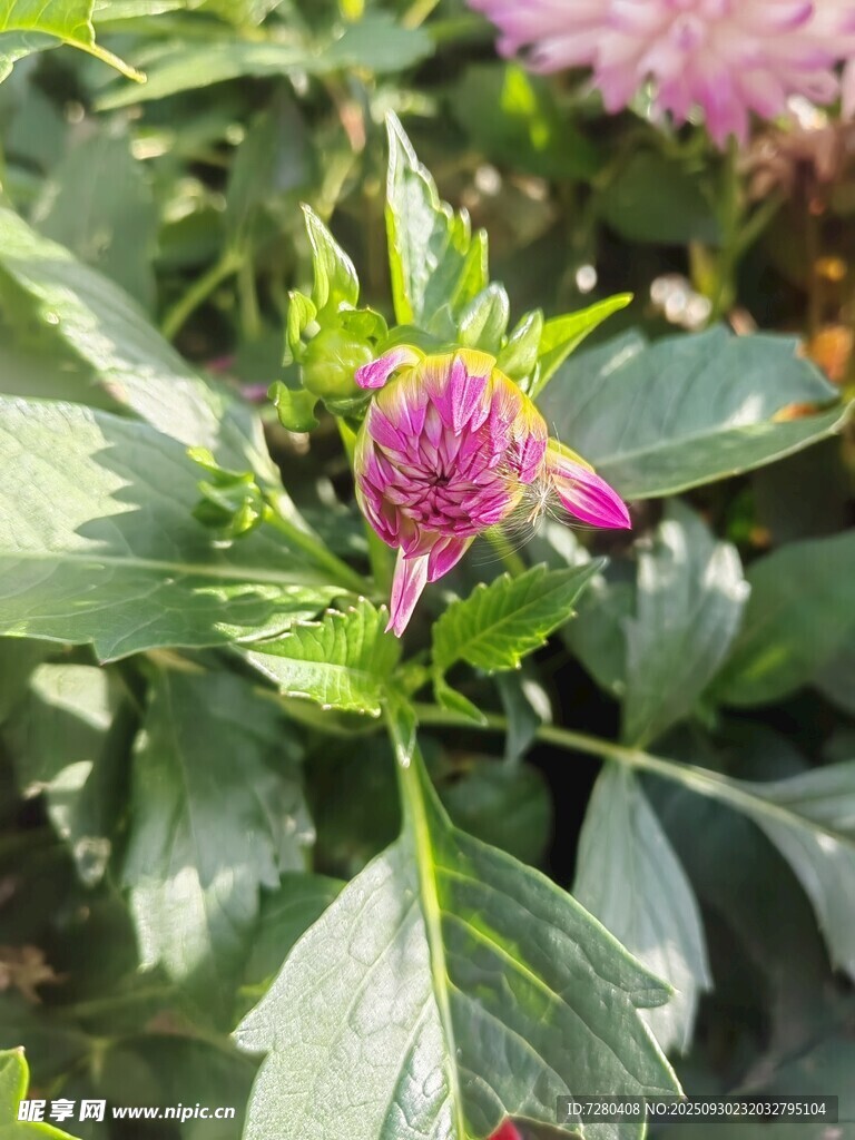 娇艳绽放的紫色花卉