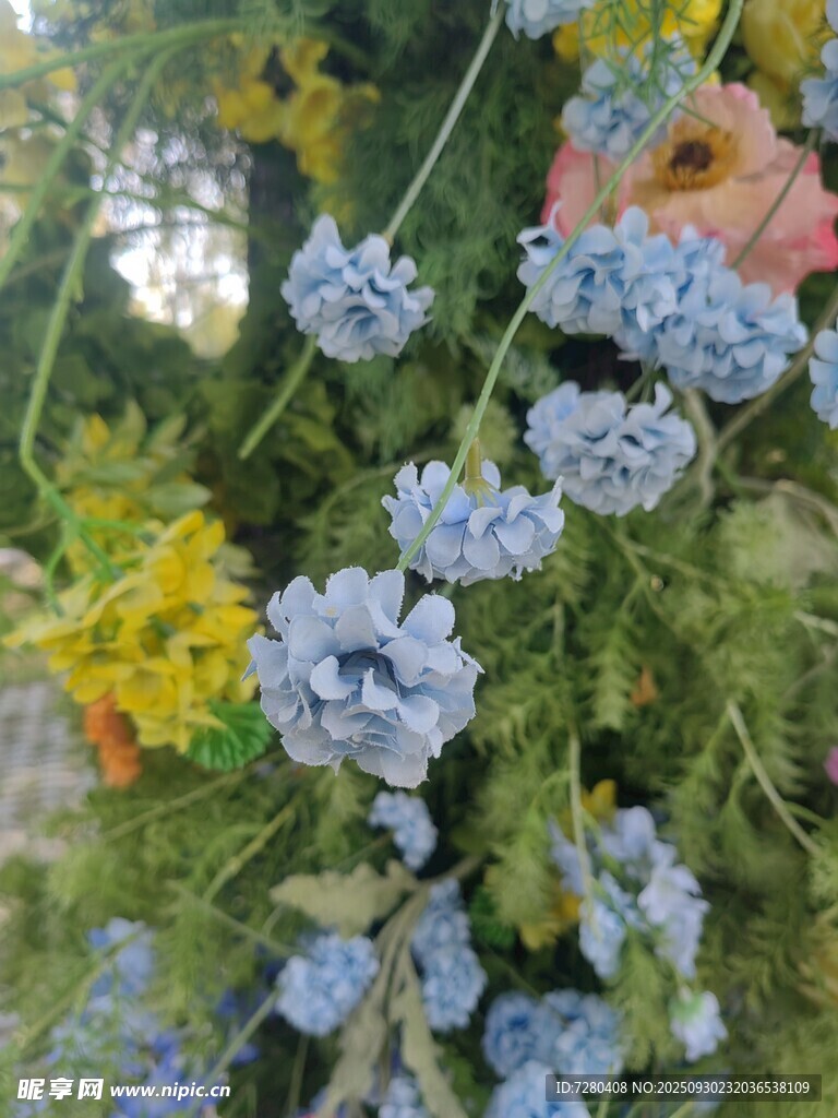 多彩花卉绽放美丽瞬间