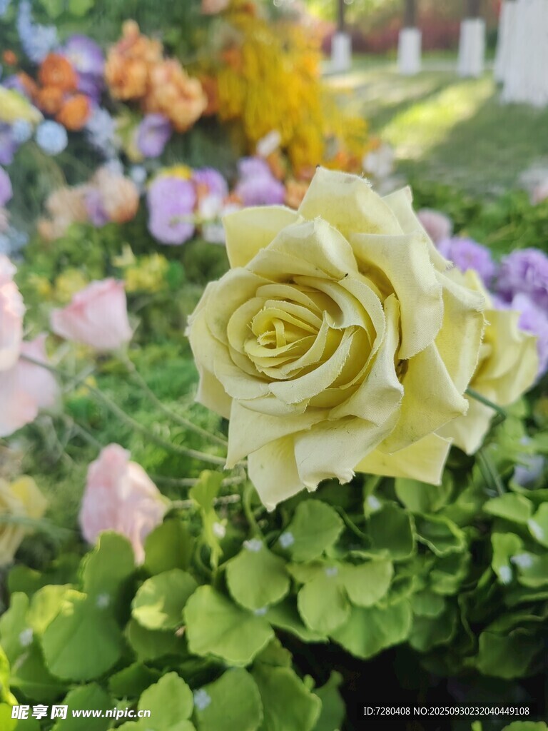 黄玫瑰绽放于多彩花丛中