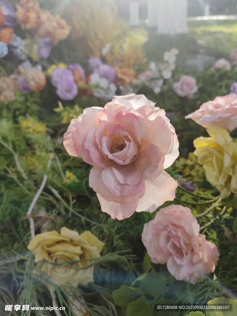 阳光下绽放的多彩玫瑰花