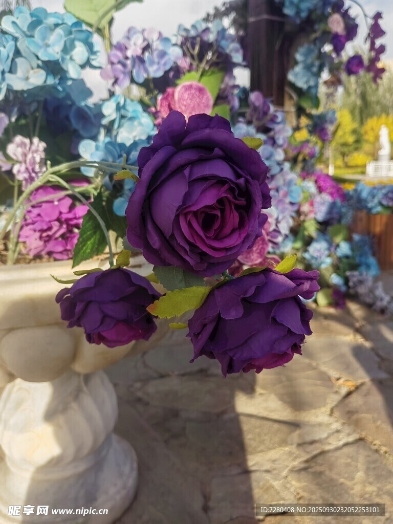 紫色玫瑰绽放于花丛中