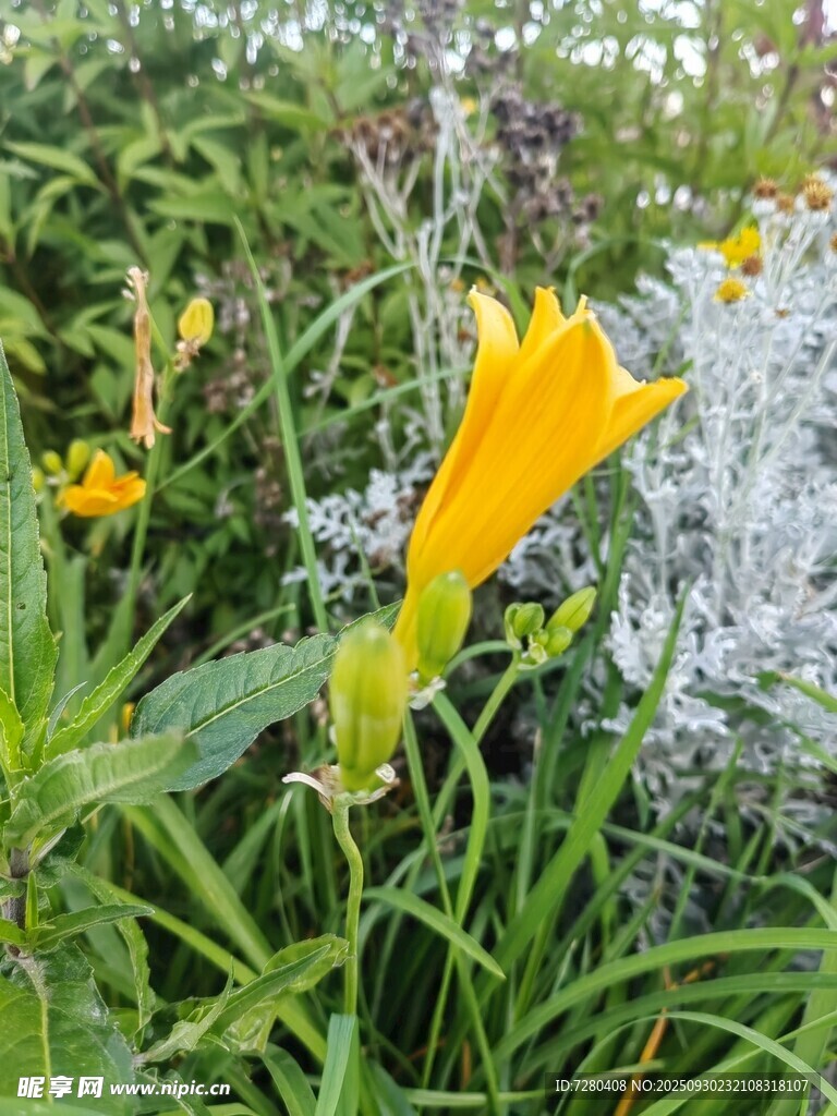 黄色花朵绽放于绿植间