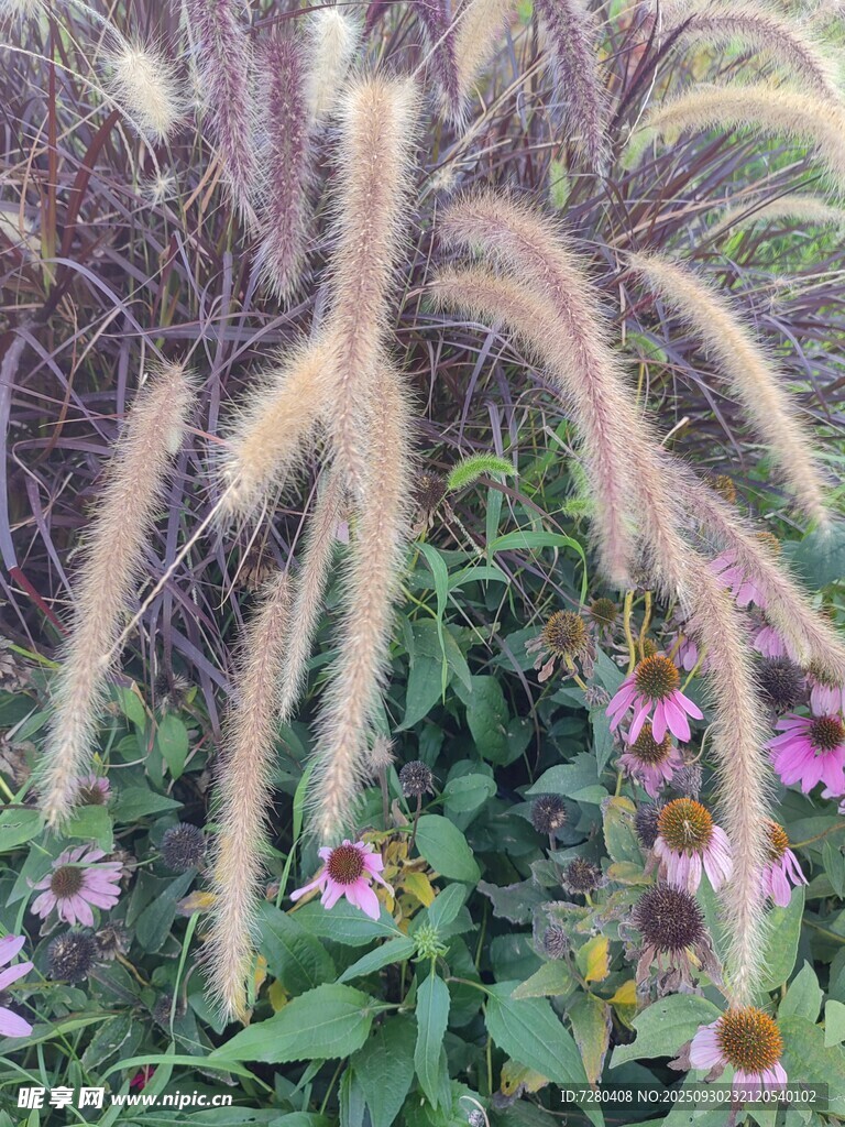狗尾草与多彩小花的景致