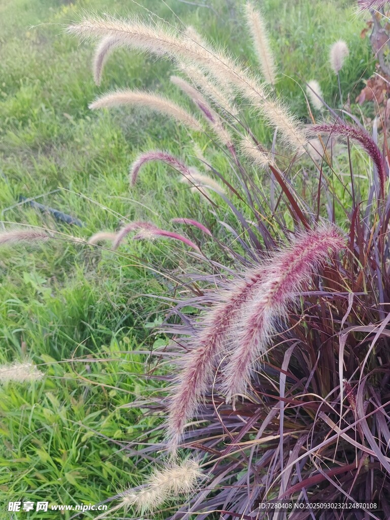 紫色狼尾草自然清新景致