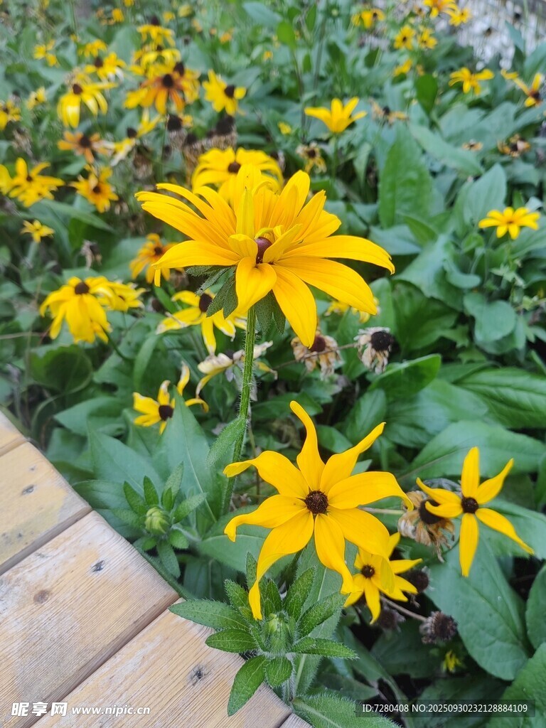 木栈道旁绽放的黄色小花