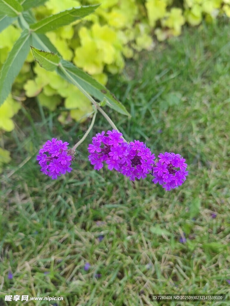 草地上的紫色小花