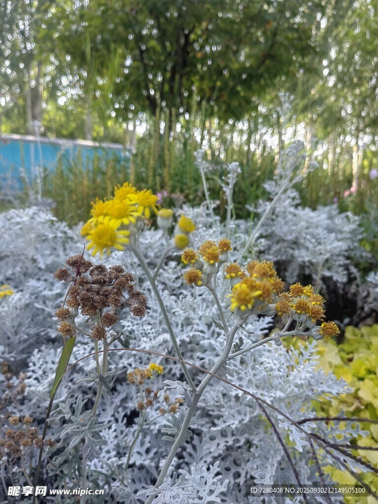 银霜覆花景
