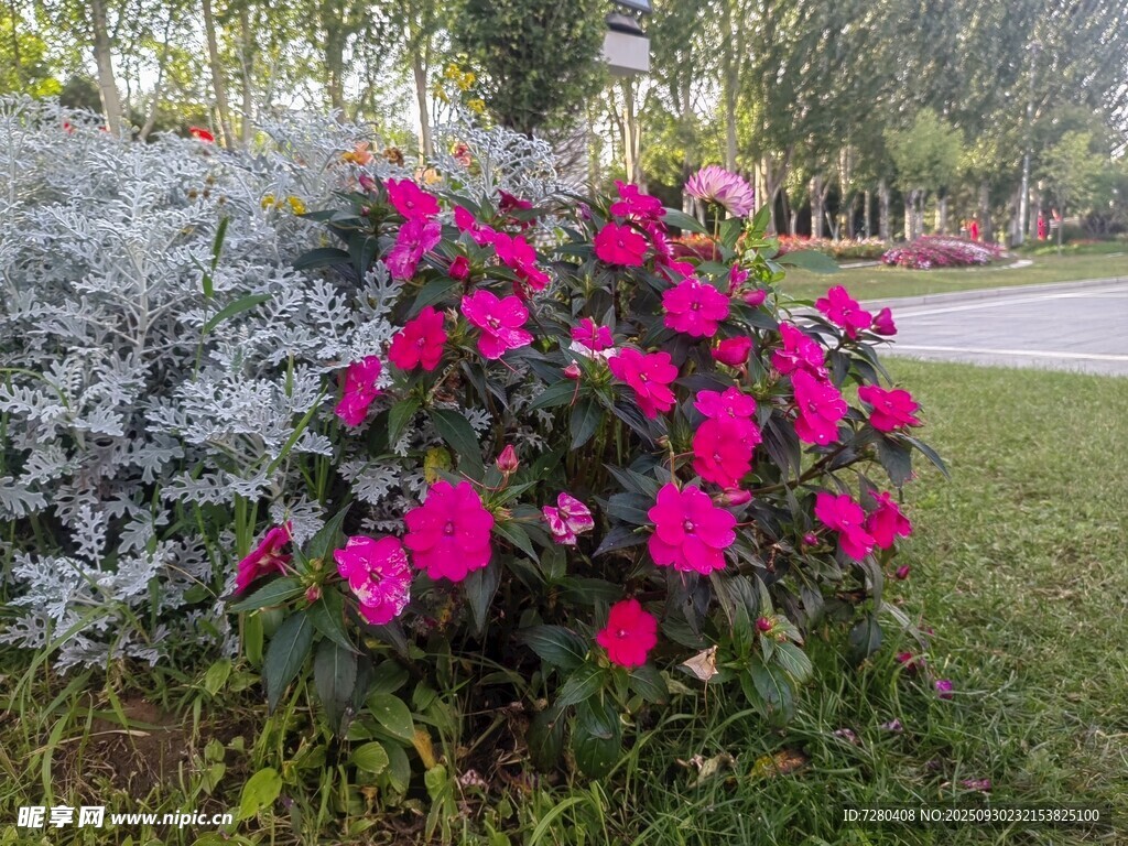 艳丽花丛绽放于绿地间