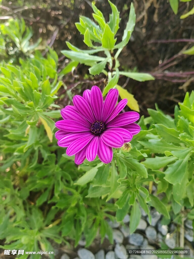 娇艳紫花绽放于绿叶间