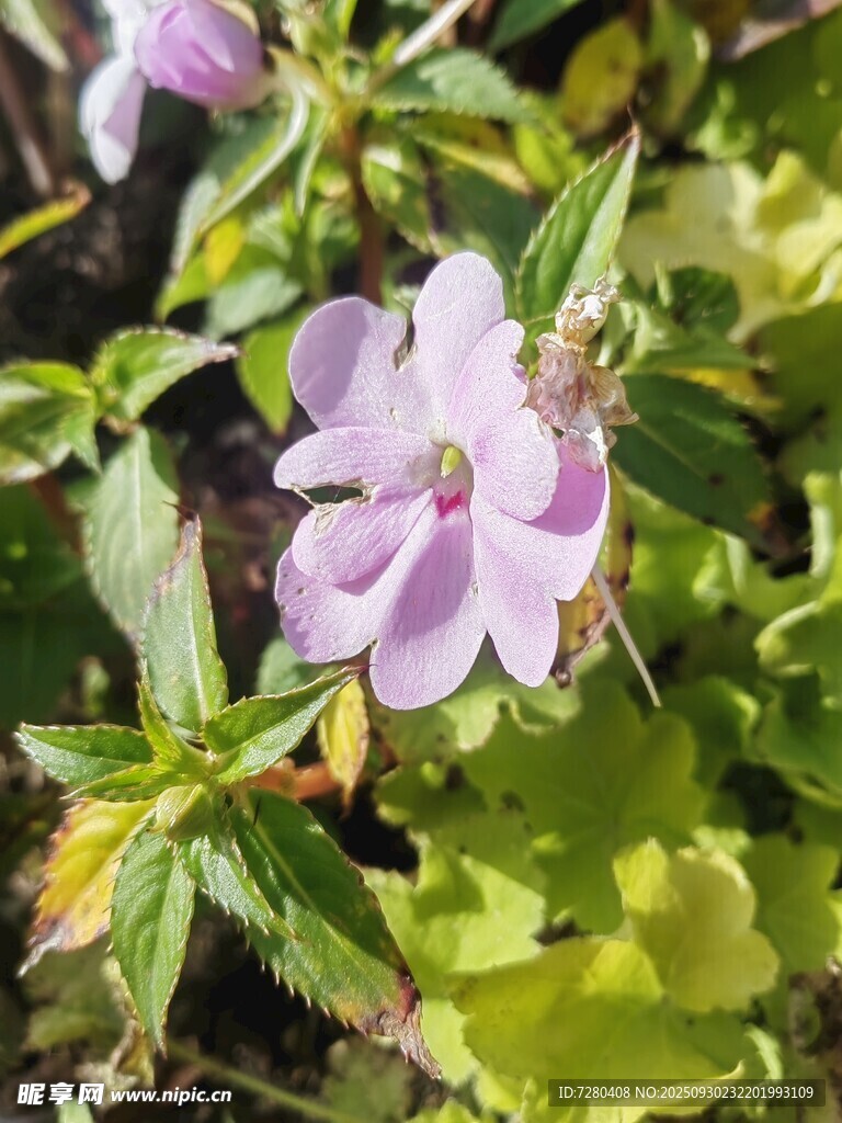 紫色小花绽放绿叶间
