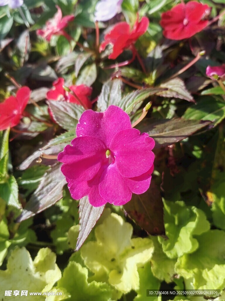 娇艳绽放的粉色凤仙花