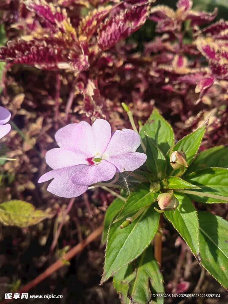 淡紫小花绽于绿叶丛中