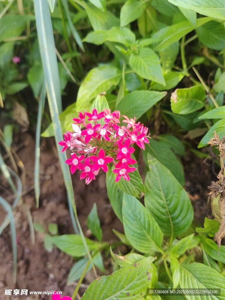 娇艳粉色花朵绽放绿叶间