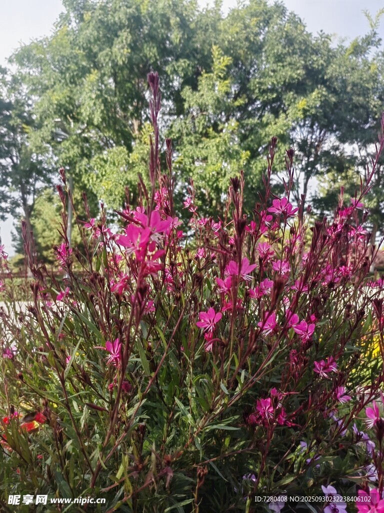 艳丽花丛绽放于绿意间