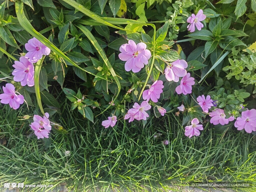 紫色小花绽放于绿草间