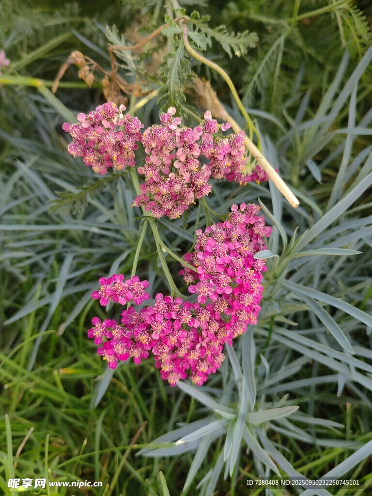 粉红花朵与灰绿叶片植物