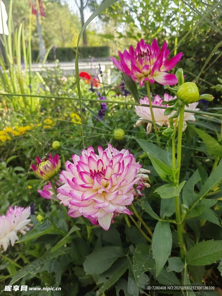 多彩花卉绽放于花园中