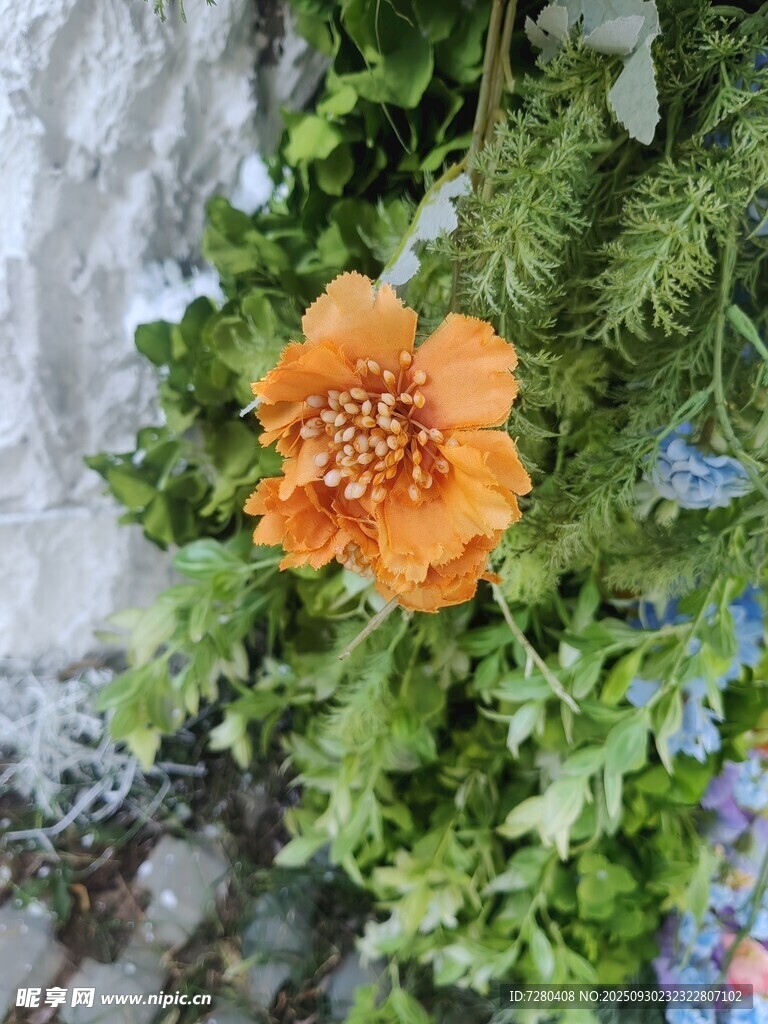 橙色花朵绽放于绿植间