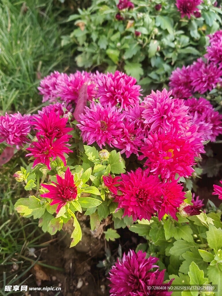 艳丽多彩的绽放花朵