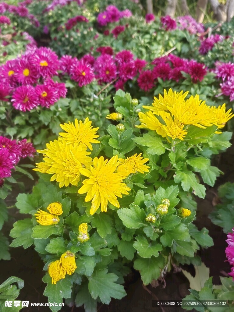 多彩菊花绽放