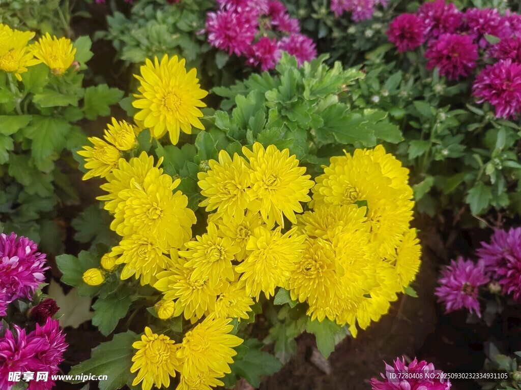 多彩菊花绽放