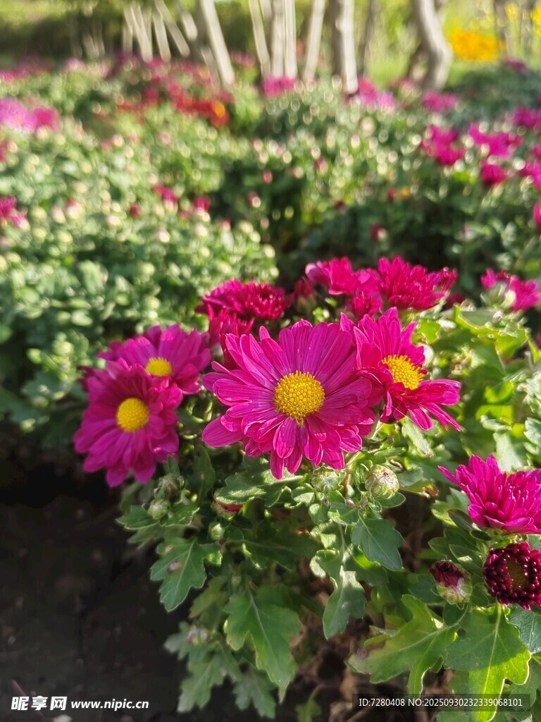 艳丽玫红菊花绽放