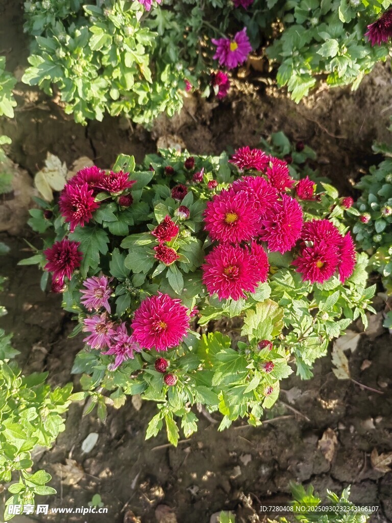 艳丽花丛绽放生机