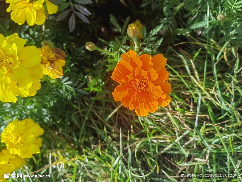 草地上的橙黄鲜艳花朵