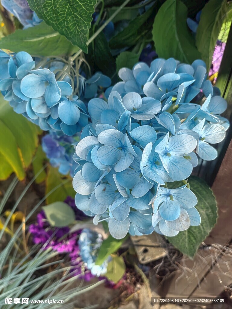 蓝色绣球花特写