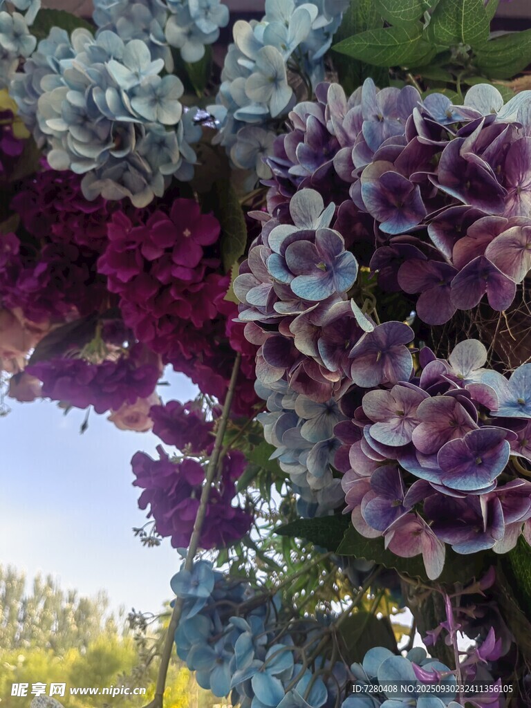 多彩绣球花绽放美景