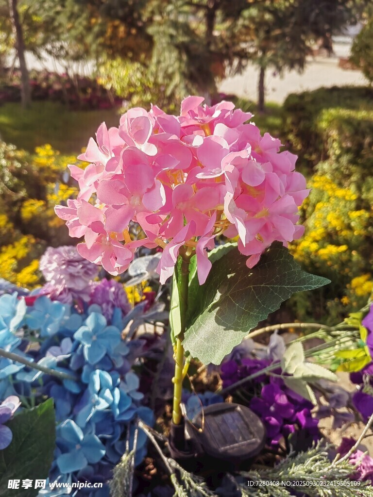 多彩绣球花绽放于花园