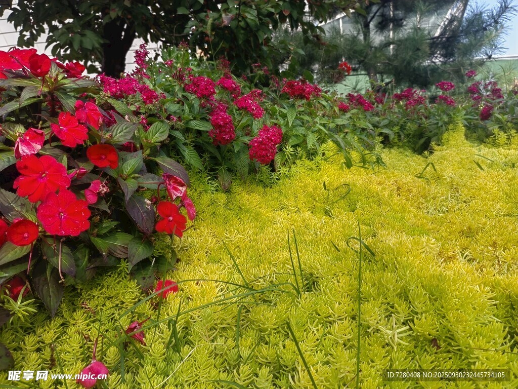 红黄花海美景