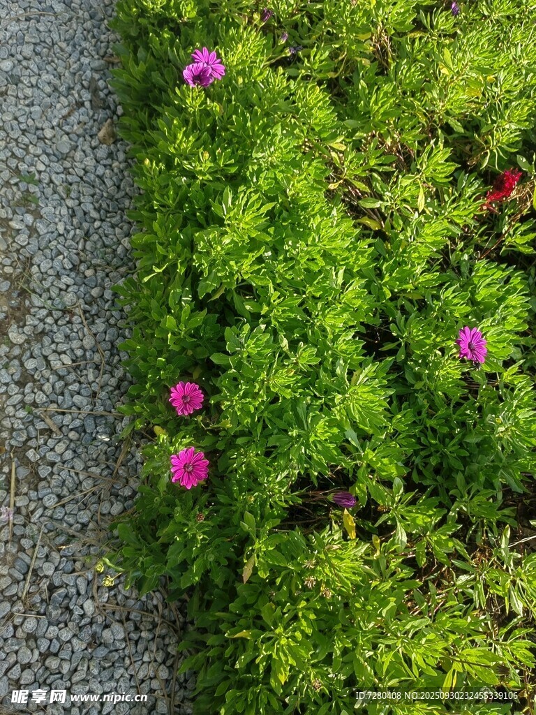 石边绽放的粉色小花