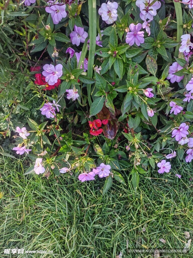 草地间绽放的多彩花卉