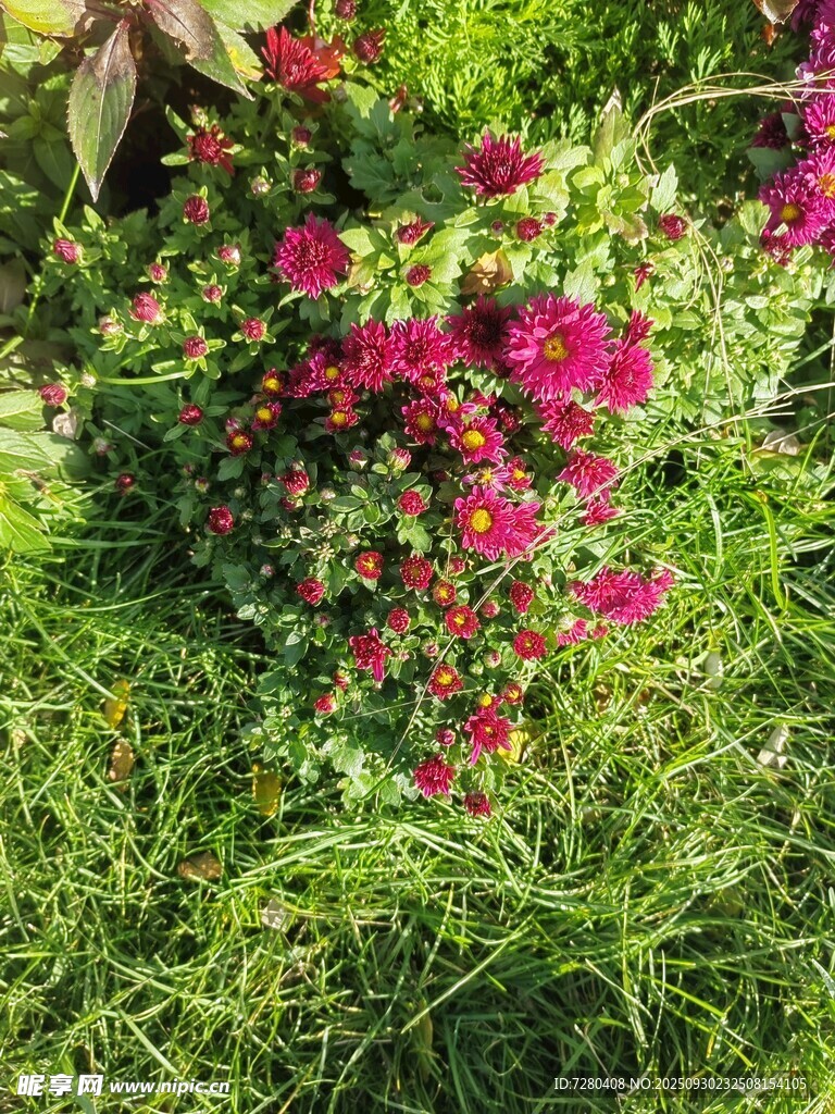 草丛中的艳丽花卉