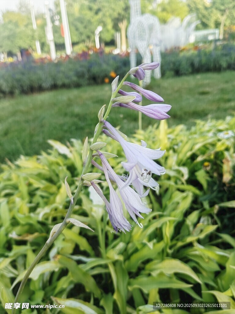 绿叶丛中的淡紫色花朵